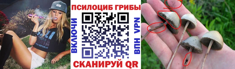 МЕГА ONION  Талица  Галлюциногенные грибы ЛСД  купить  цена 
